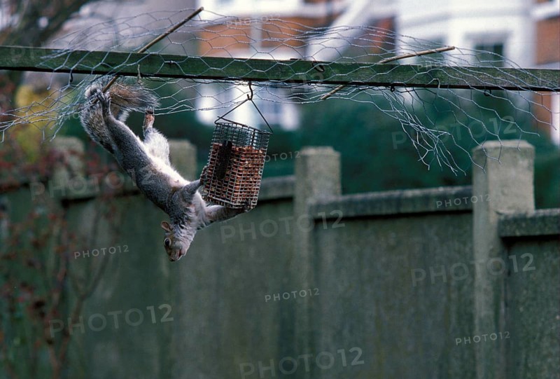 Eastern gray squirrel