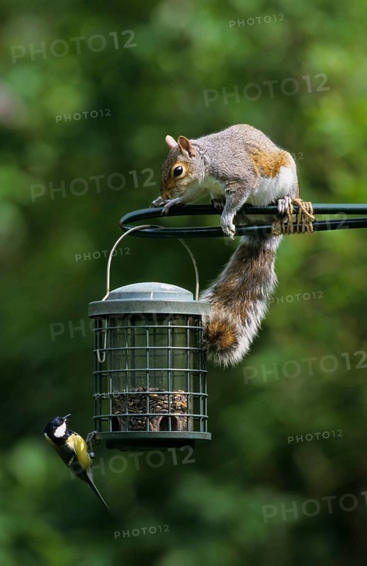 Eastern gray squirrel
