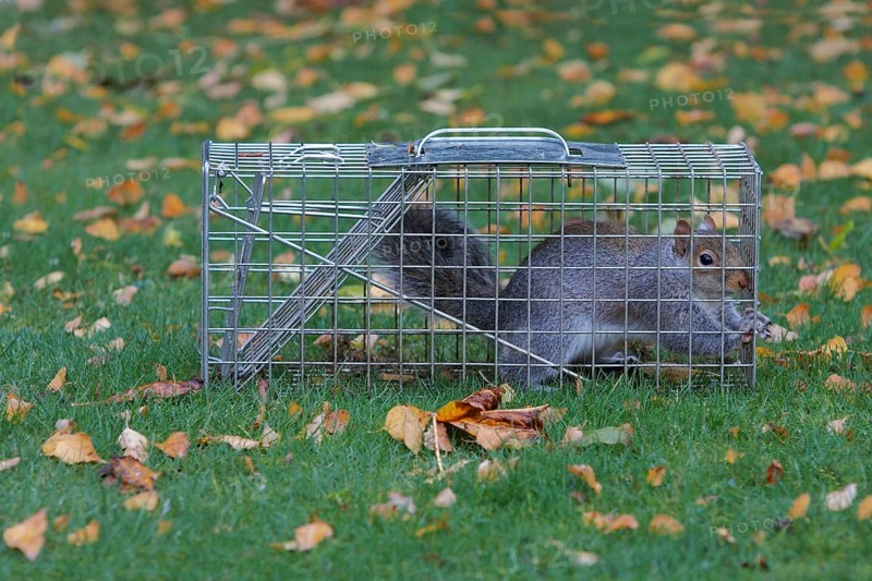 Eastern eastern gray squirrel