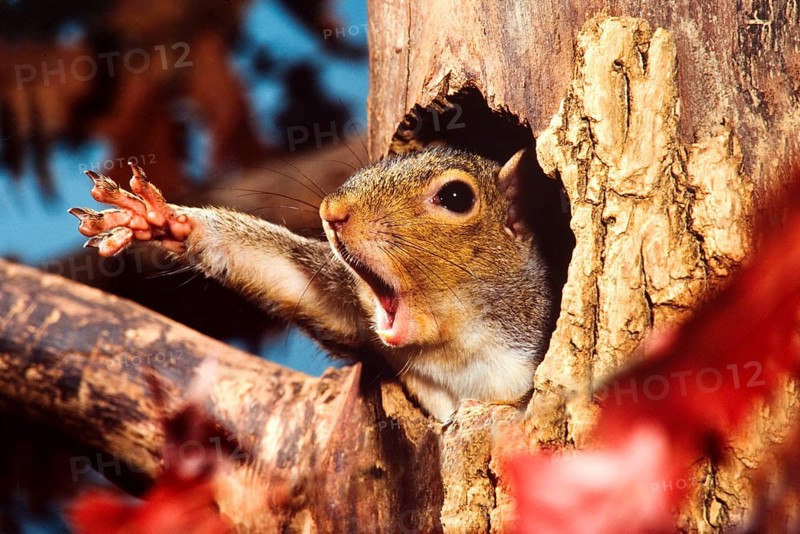 Eastern Grey Squirrel