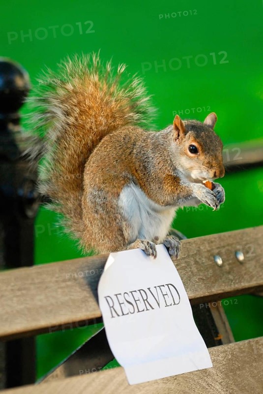Eastern Grey Squirrel