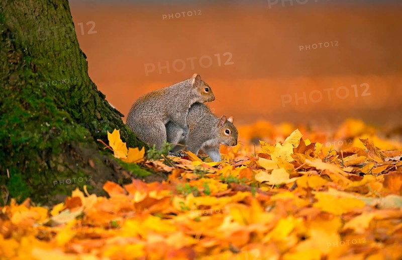 Eastern eastern gray squirrel