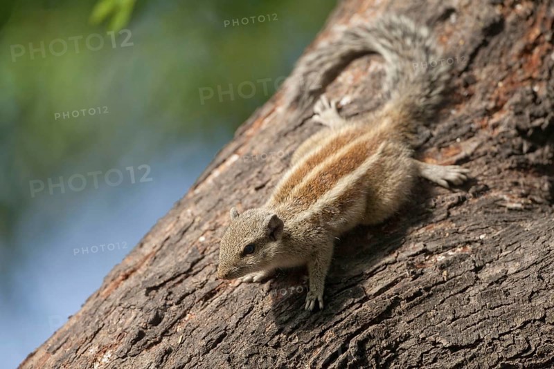 Northern northern palm squirrel