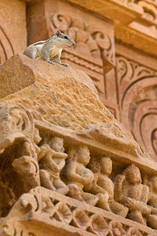 Northern palm squirrel