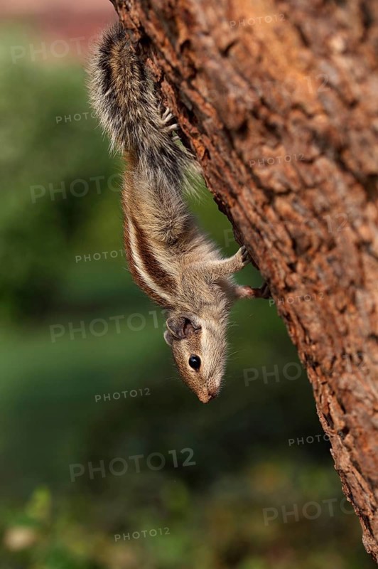 Five-striped Palm Squirrel