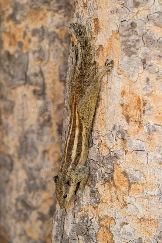 Five-striped northern palm squirrel