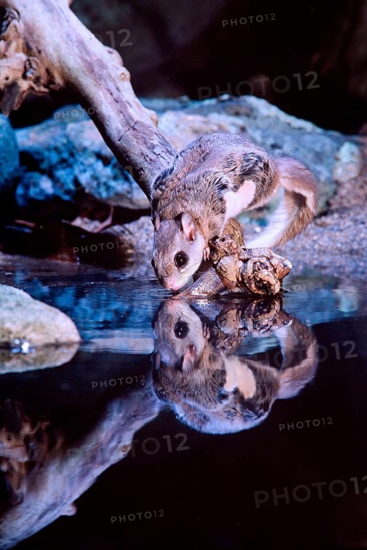 Southern Flying Squirrel