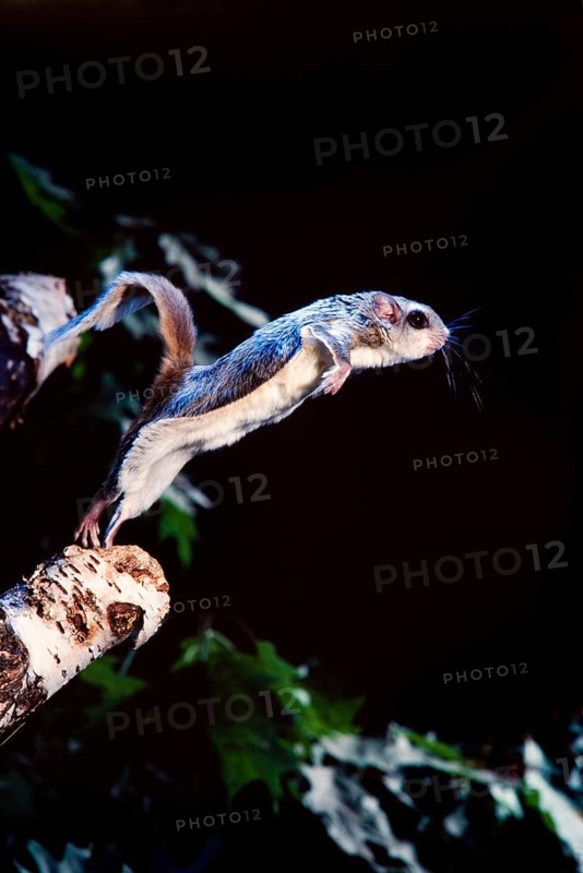 Southern Flying Squirrel