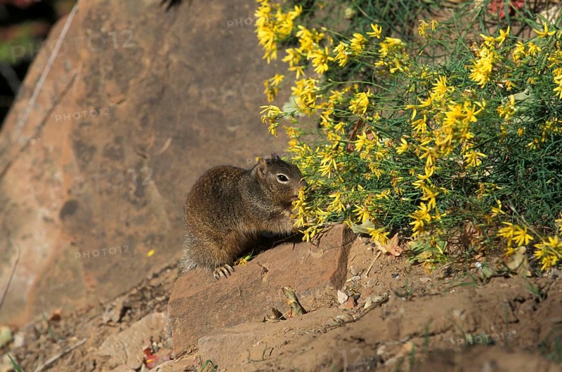 Rock squirrel