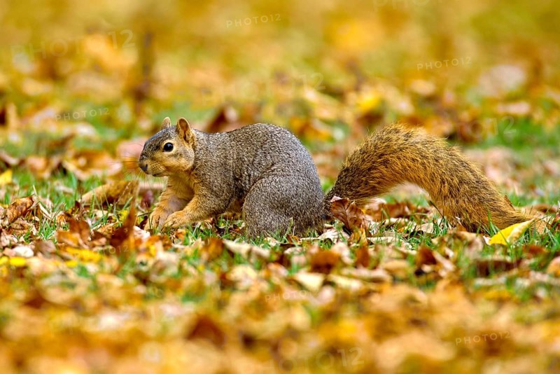 Eastern Fox Squirrel
