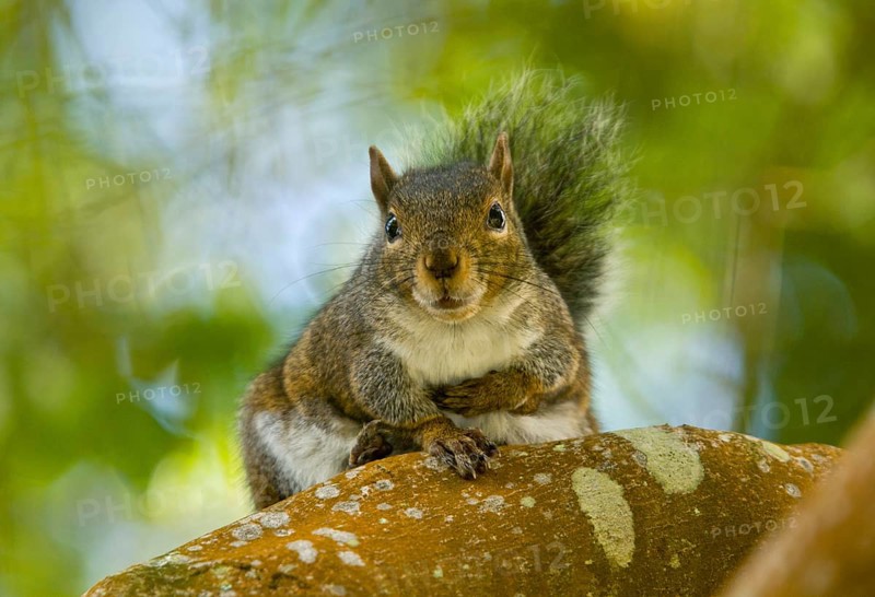 Western Grey Squirrel