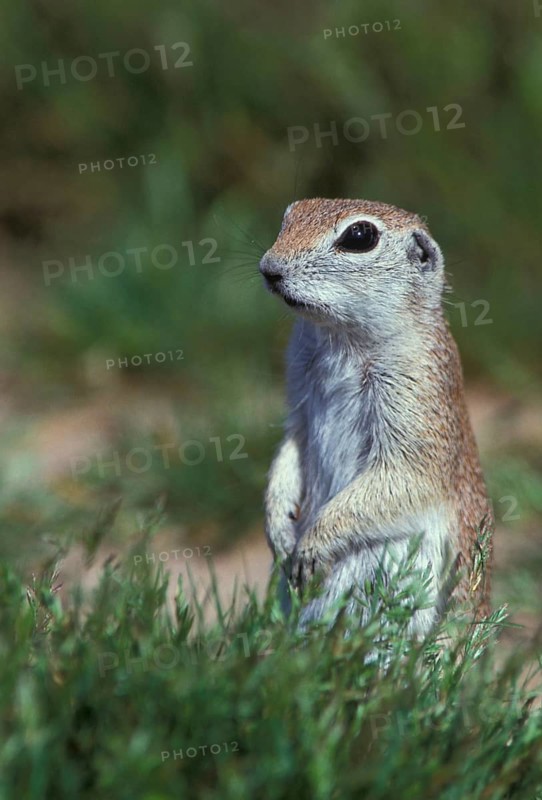 Round-tailed ground squirrel