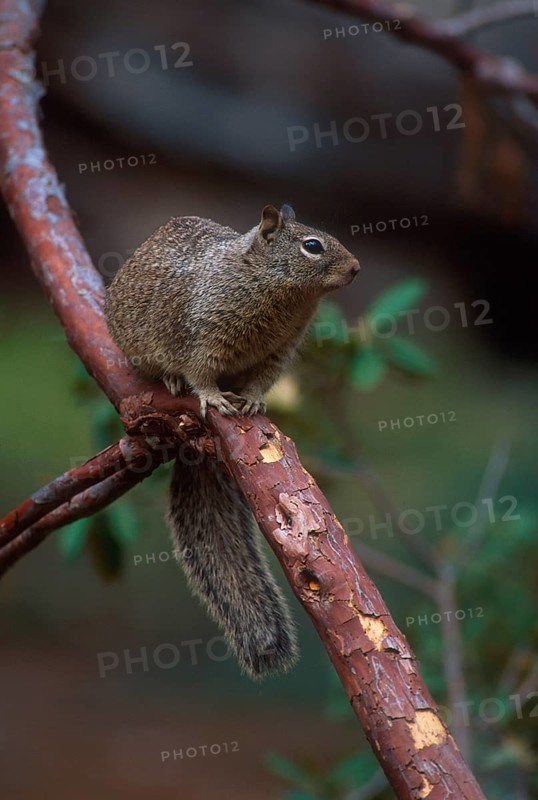 California california ground squirrel