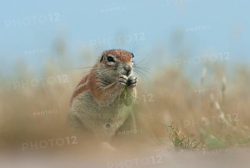Cape ground squirrel