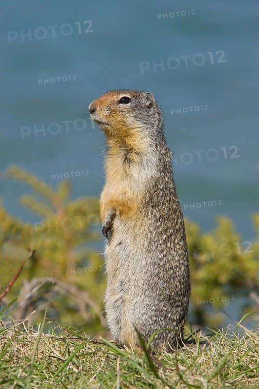 Columbian columbian ground squirrel