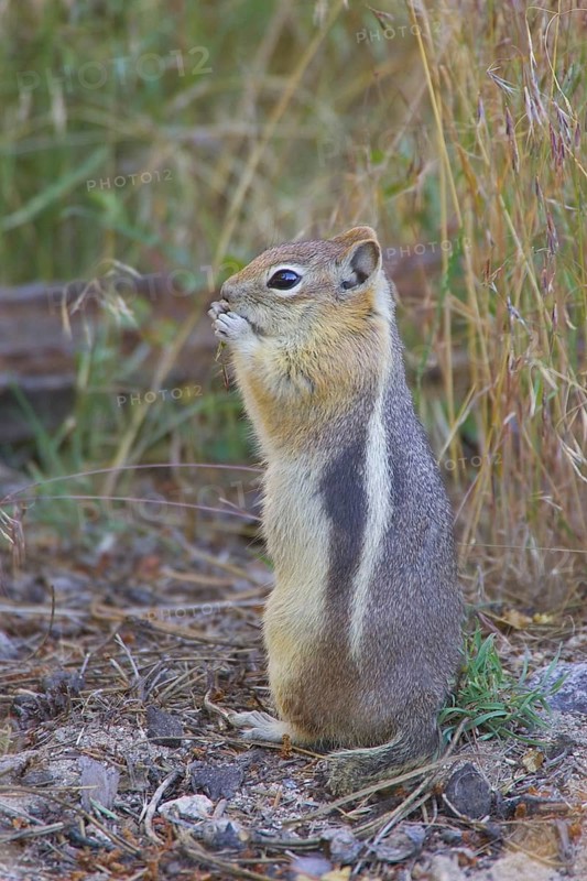 Golden-Mantled Ground Squirrel