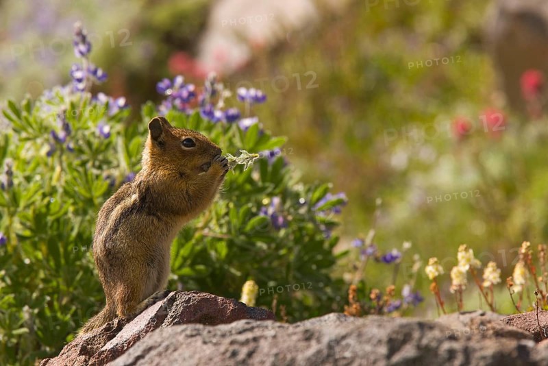 Golden-mantled Ground Squirrel