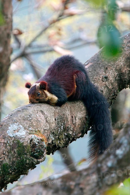 Indian Giant Squirrel