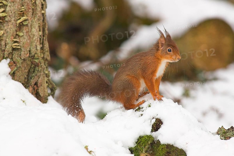 Eurasian red squirrel