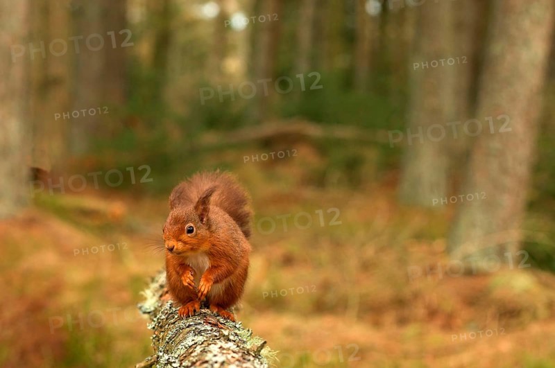 Eurasian red squirrel