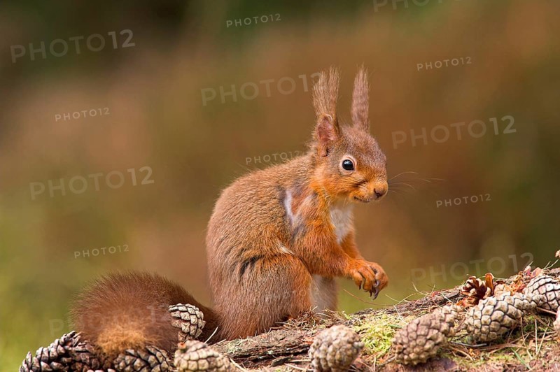 Eurasian red squirrel