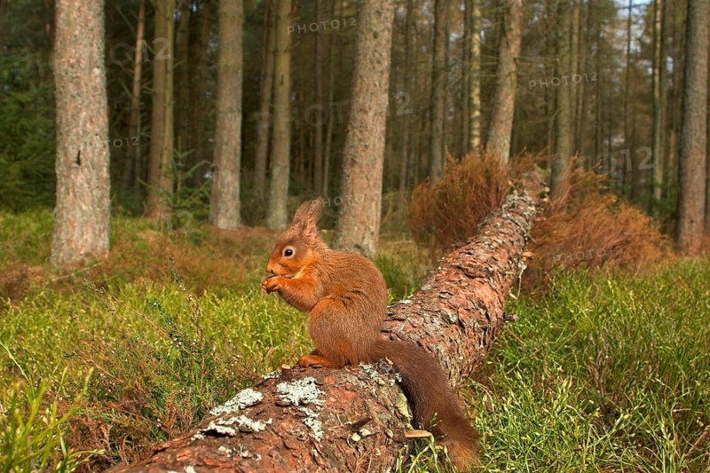 Eurasian red squirrel