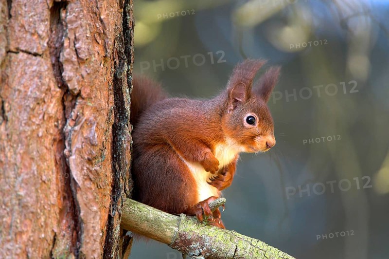 Eurasian red squirrel