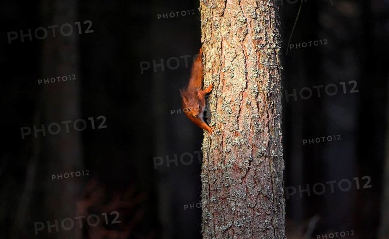 Eurasian red squirrel