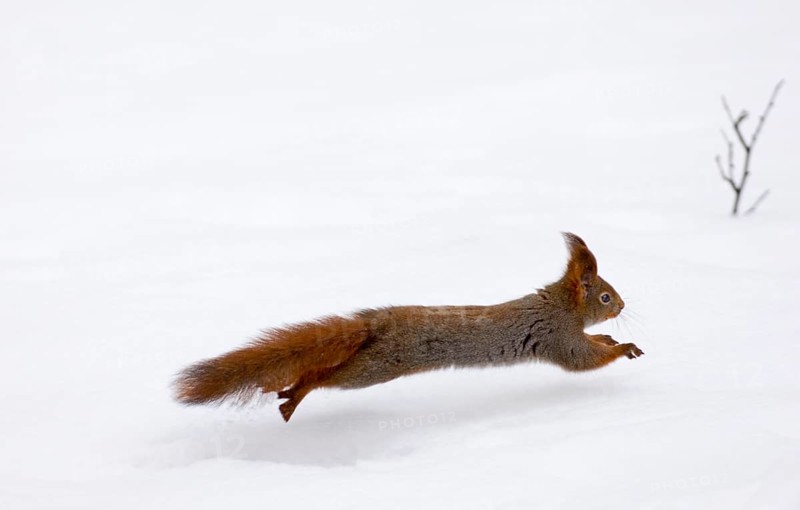 Eurasian red squirrel