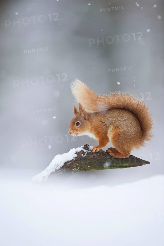 Eurasian Red Squirrel