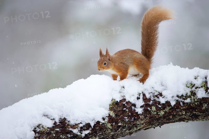 Eurasian Red Squirrel