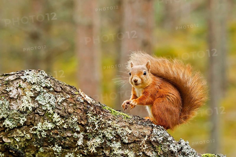 Eurasian Red Squirrel