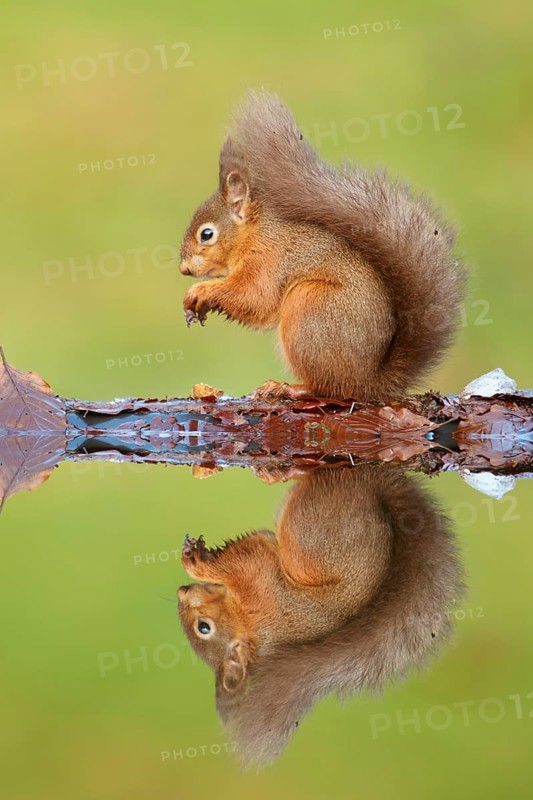 Eurasian Red Squirrel