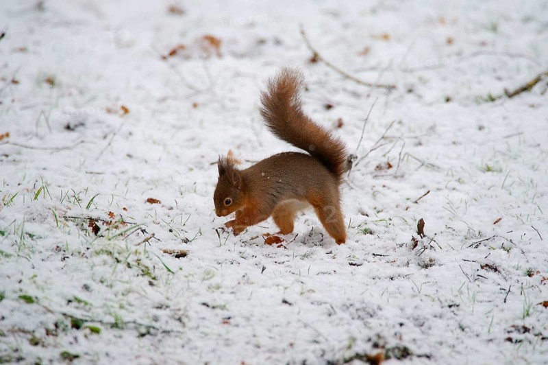 Eurasian red squirrel