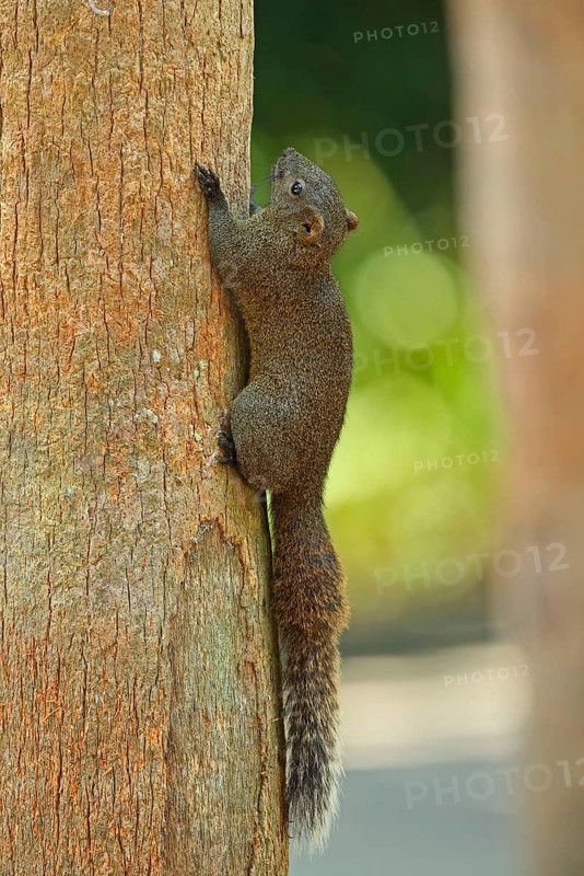 Red-bellied squirrel