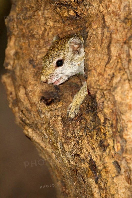 South African smith's bush squirrel