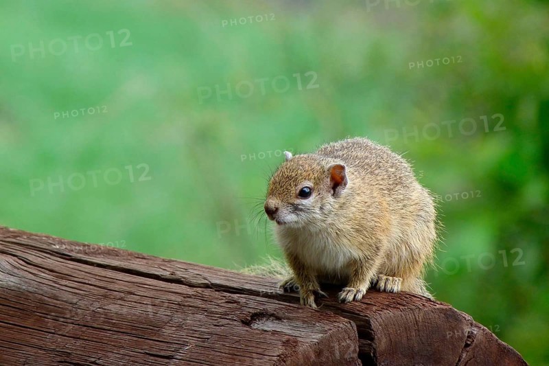 Smith's bush squirrel