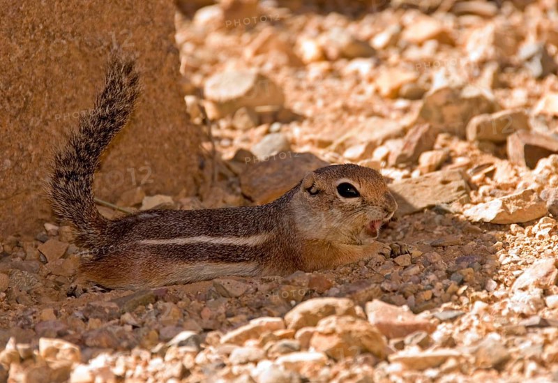 Harris's antelope squirrel
