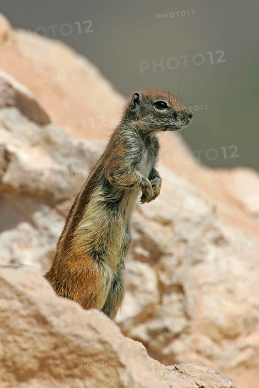 Barbary ground squirrel