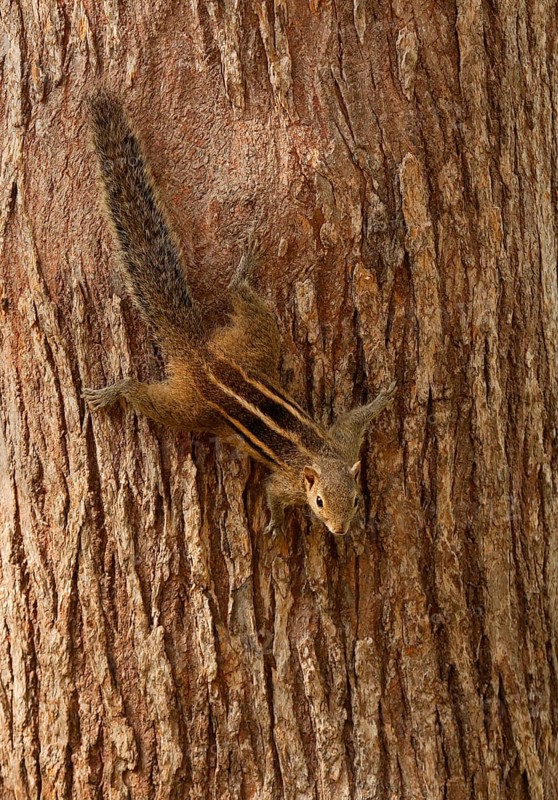 Indian Palm Squirrel