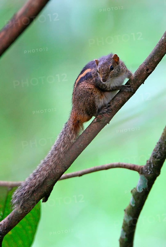 Indian Palm Squirrel