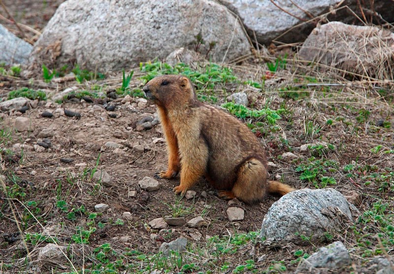 Gray marmot