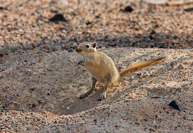 Great gerbil