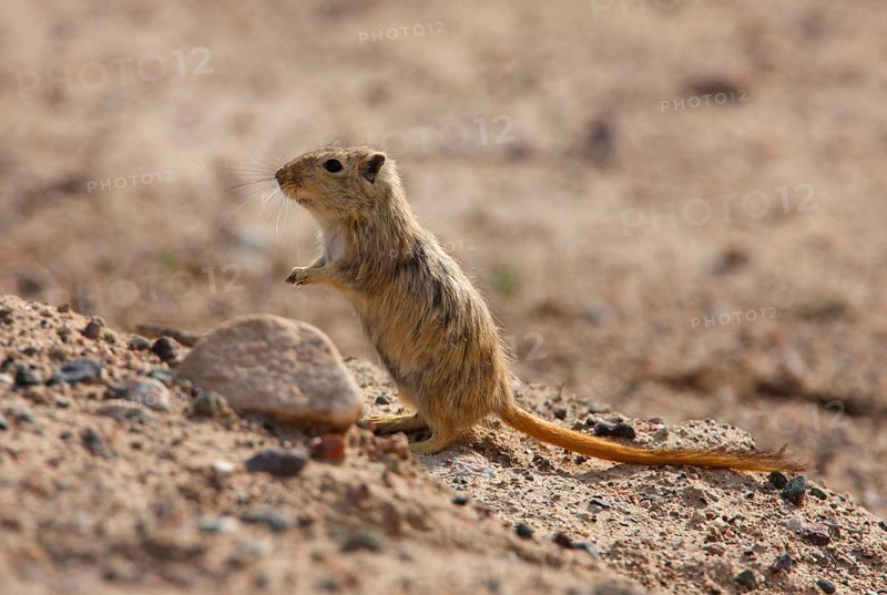 Great great gerbil