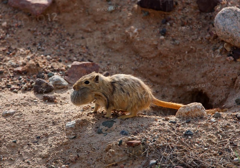 Great great gerbil