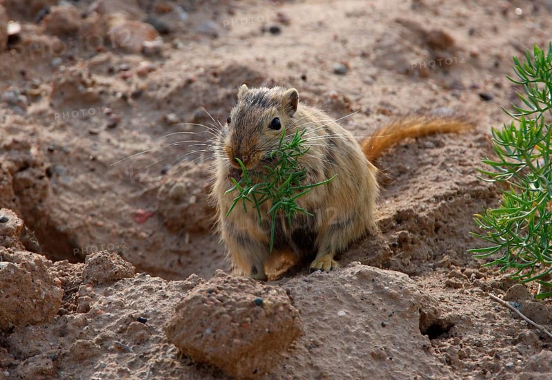 Great great gerbil