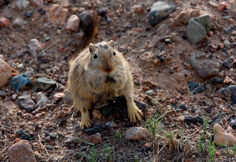 Great great gerbil