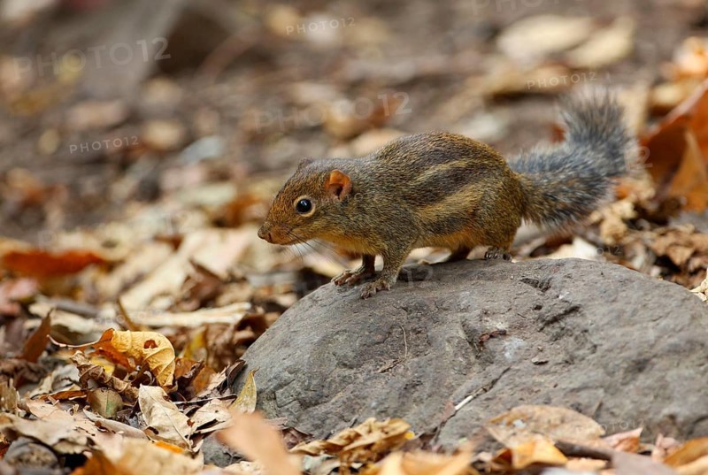 Berdmore's ground squirrel