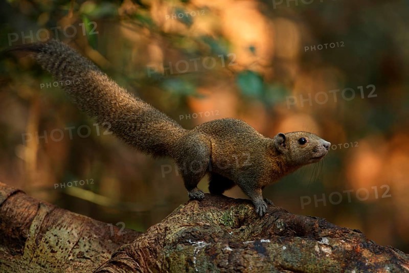 Grey-bellied squirrel