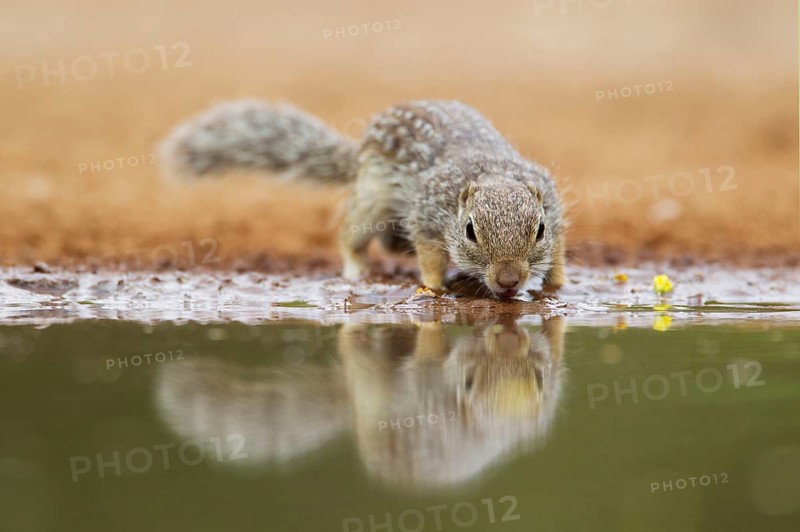 Mexican mexican ground squirrel